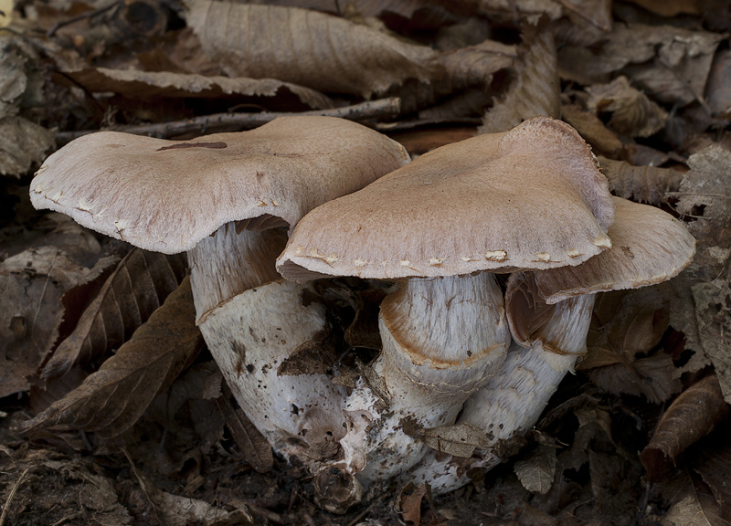 Cortinarius torvus